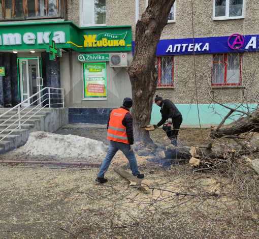Подрядчик спиливает 2 старых клена у дома №14 по ул. Ленина.